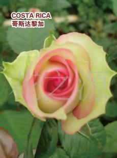 高品質(zhì)鮮切玫瑰 昆明華源花卉的精品之選